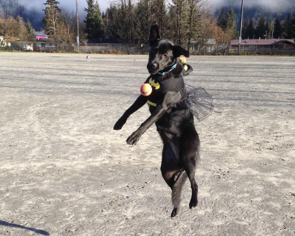 /images/uploads/juneau animal rescue/alaskapets2020/entries/14950thumb.jpg